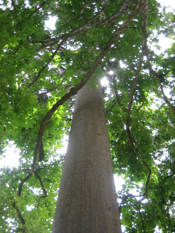 Шри-Ланка (10/07/2008 – 25/07/2008)