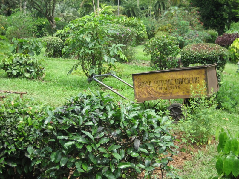 Шри-Ланка (10/07/2008 – 25/07/2008)