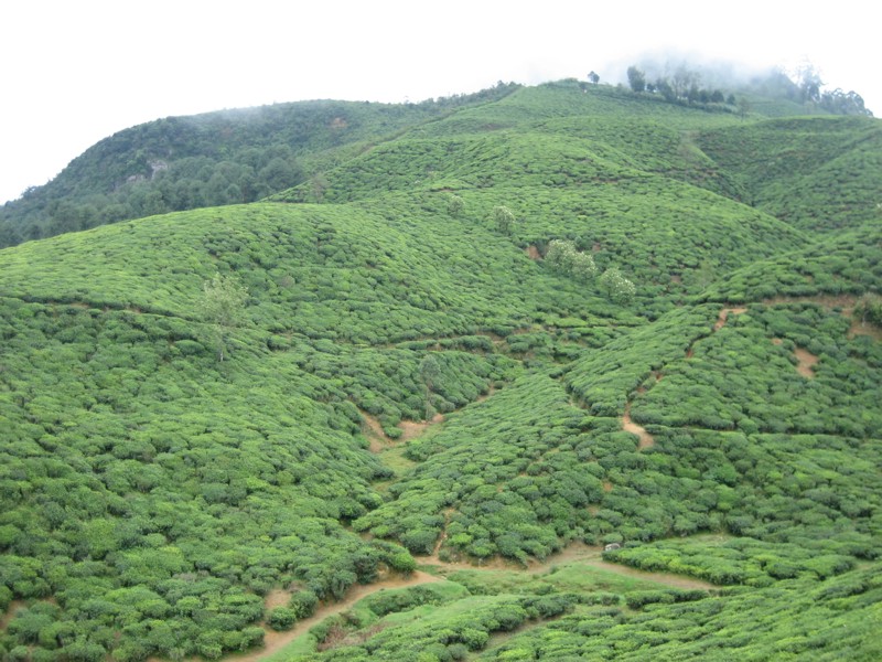 Шри-Ланка (10/07/2008 – 25/07/2008)