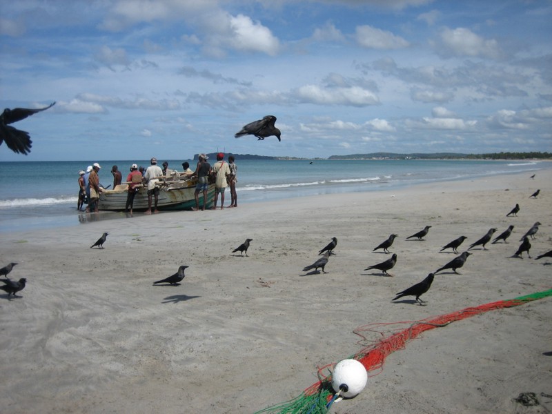 Шри-Ланка (10/07/2008 – 25/07/2008)