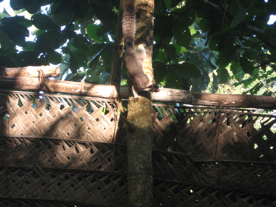 Шри Ланка 2009 или ребятам о зверятах.