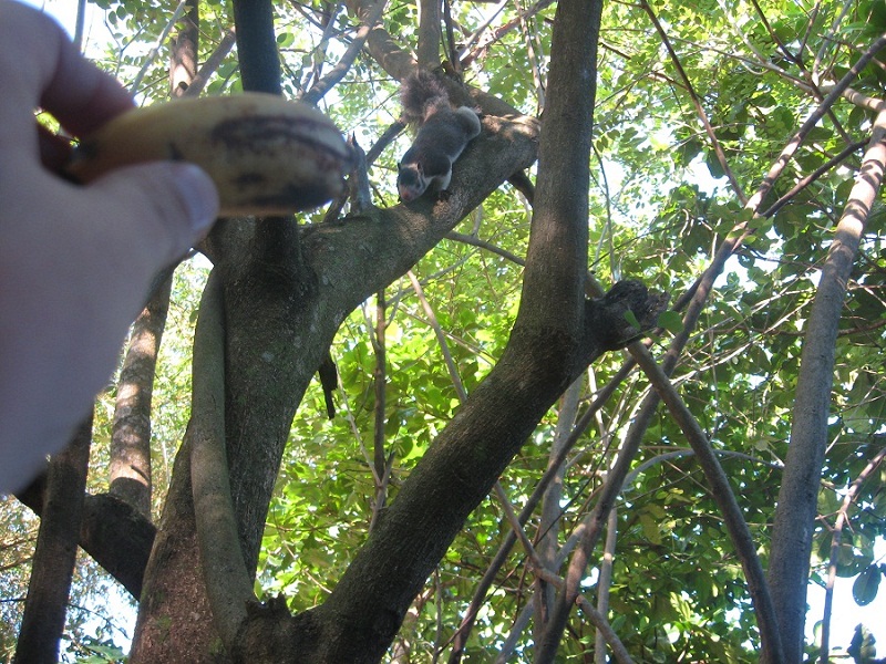 Шри Ланка 2009 или ребятам о зверятах.