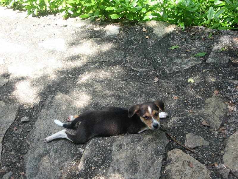 Шри Ланка 2009 или ребятам о зверятах.