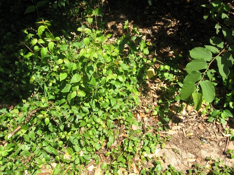 Шри Ланка 2009 или ребятам о зверятах.