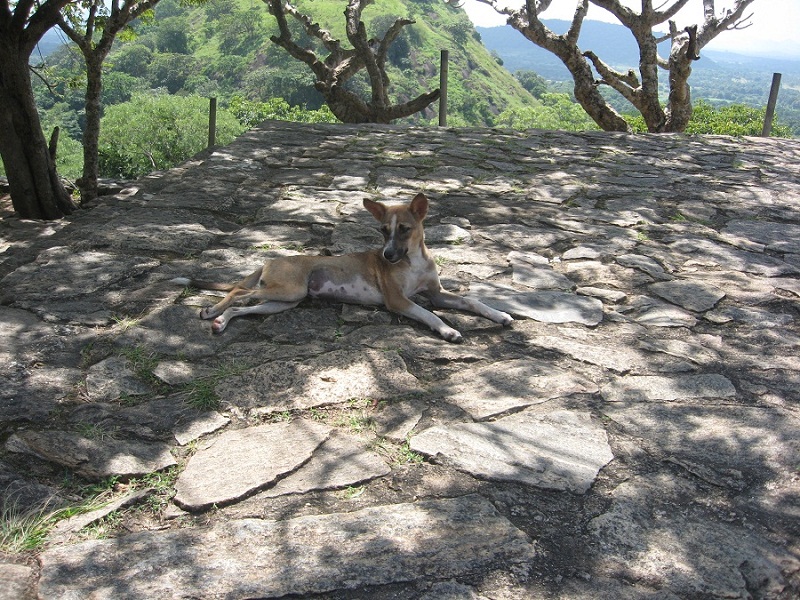 Шри Ланка 2009 или ребятам о зверятах.