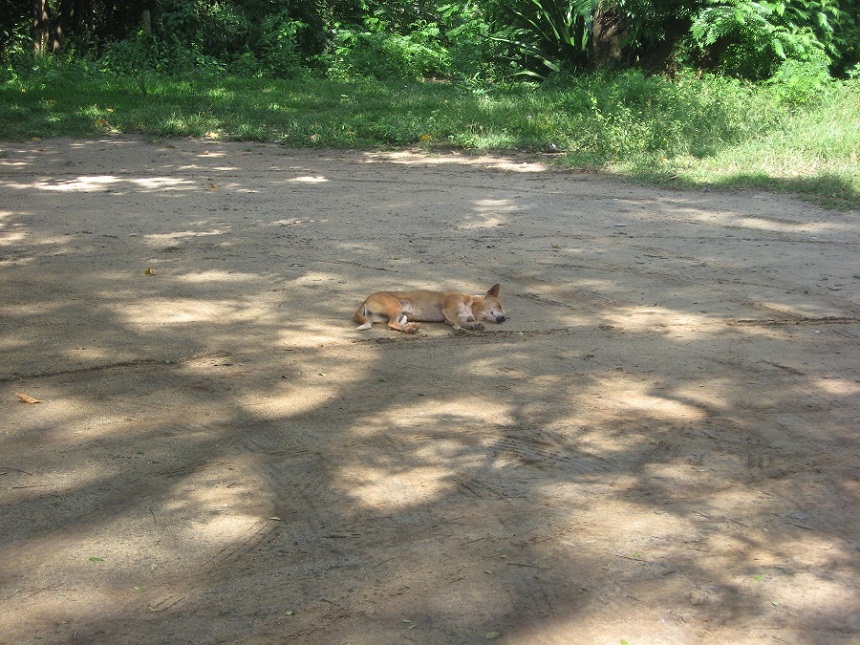 Шри Ланка 2009 или ребятам о зверятах.