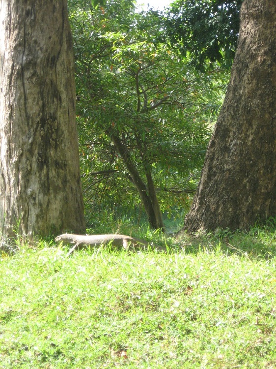 Шри Ланка 2009 или ребятам о зверятах.