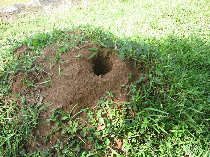 Шри Ланка 2009 или ребятам о зверятах.