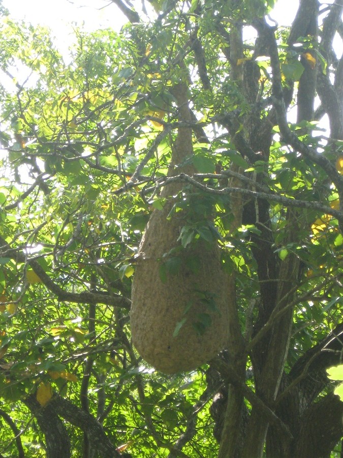 Шри Ланка 2009 или ребятам о зверятах.