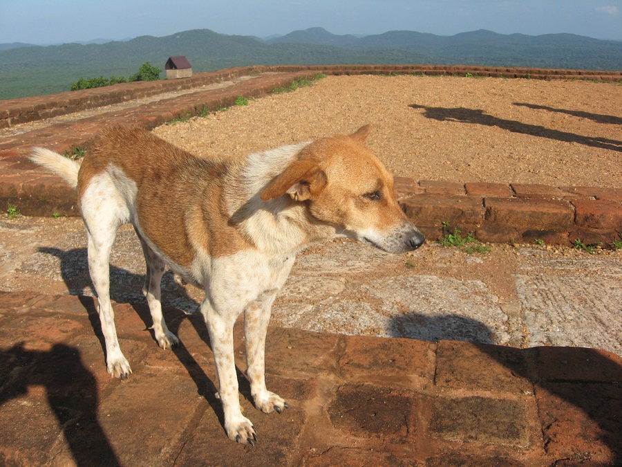 Шри Ланка 2009 или ребятам о зверятах.