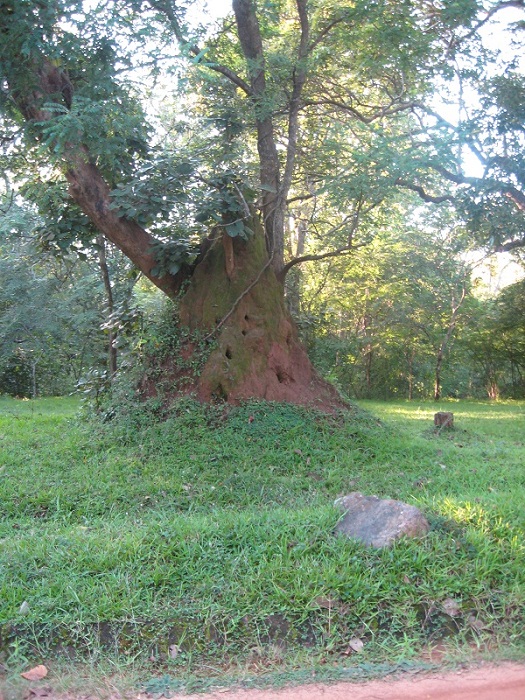 Шри Ланка 2009 или ребятам о зверятах.