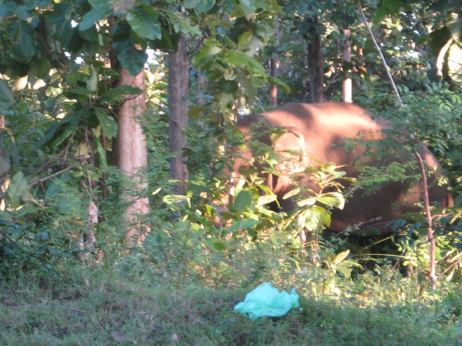 Шри Ланка 2009 или ребятам о зверятах.