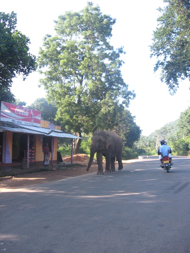 Шри Ланка 2009 или ребятам о зверятах.