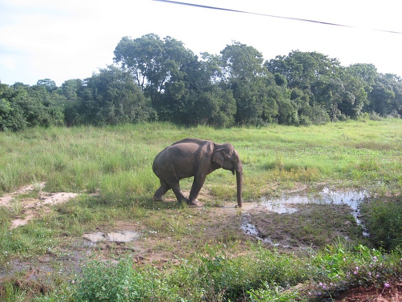 Шри Ланка 2009 или ребятам о зверятах.