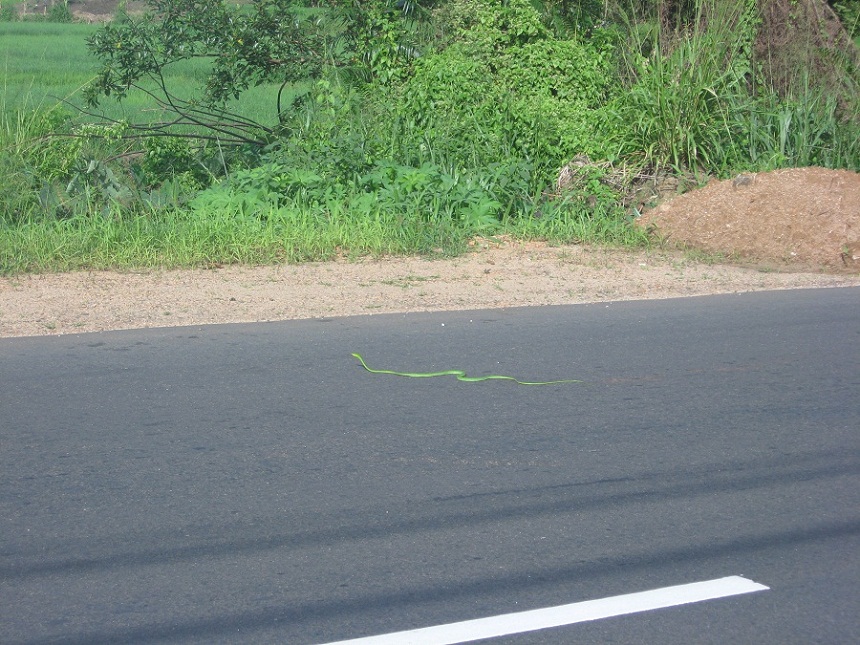 Шри Ланка 2009 или ребятам о зверятах.