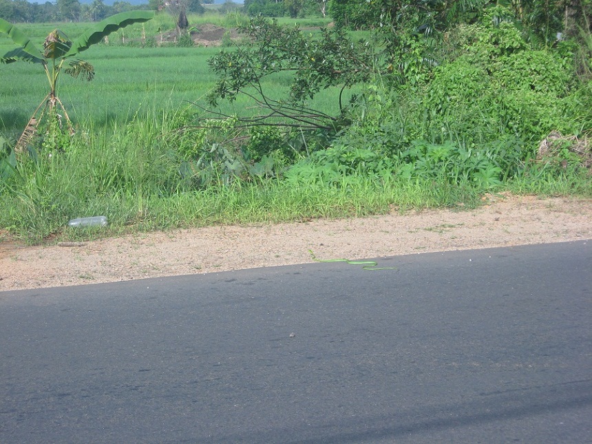 Шри Ланка 2009 или ребятам о зверятах.