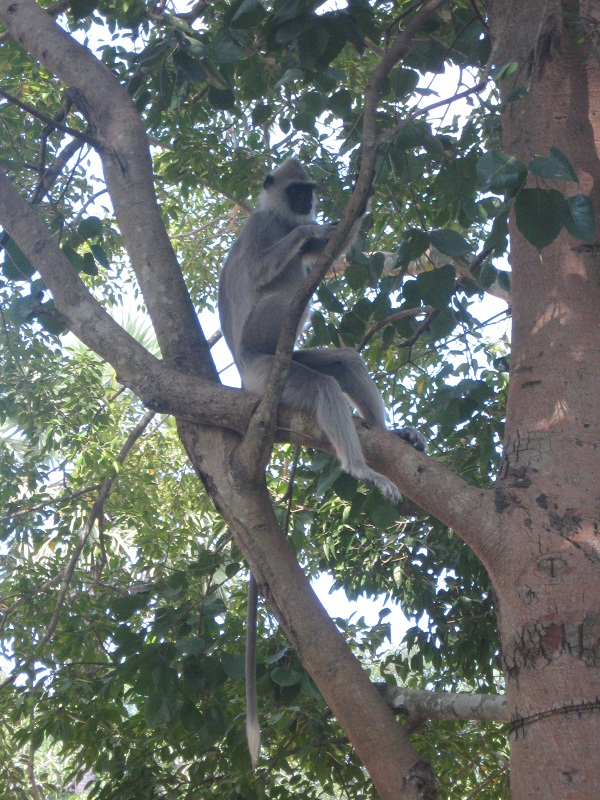 Шри Ланка 2009 или ребятам о зверятах.