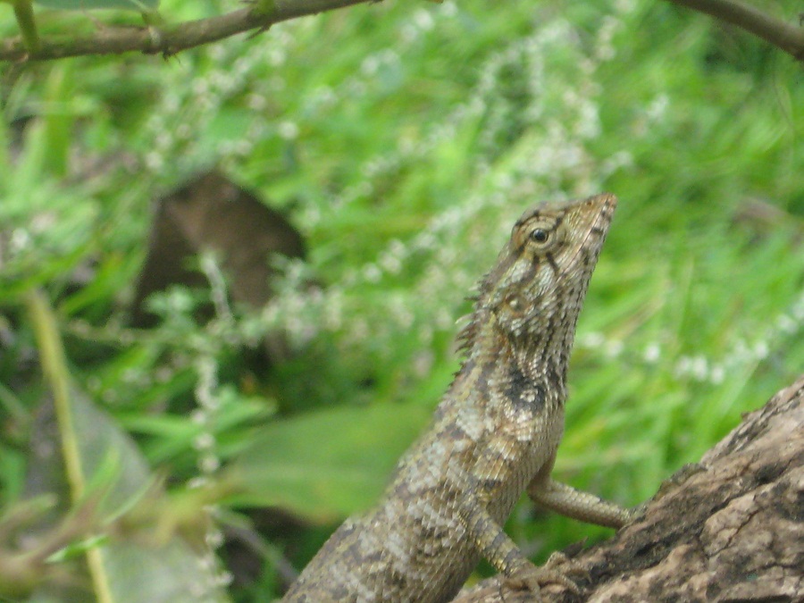 Шри Ланка 2009 или ребятам о зверятах.