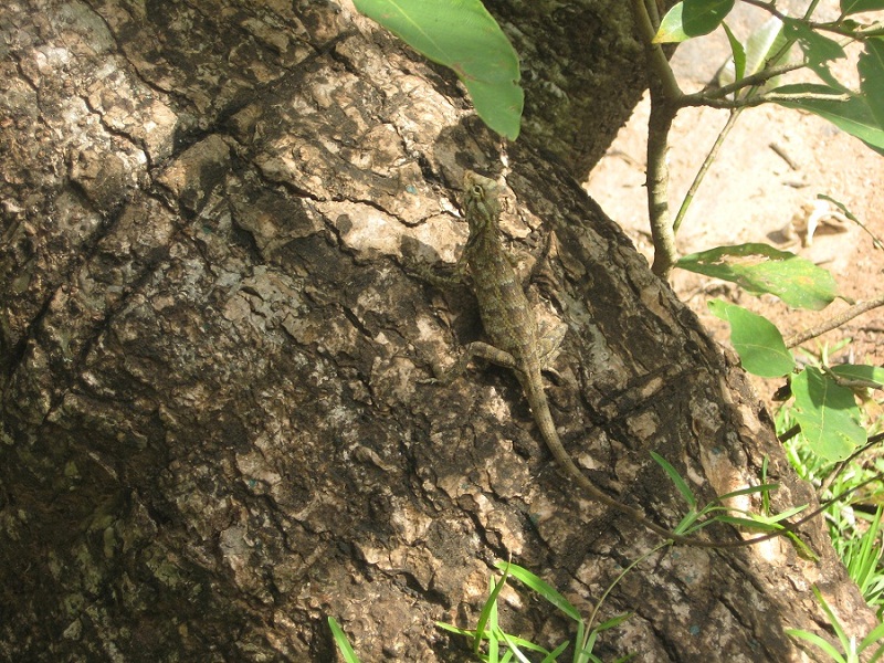 Шри Ланка 2009 или ребятам о зверятах.