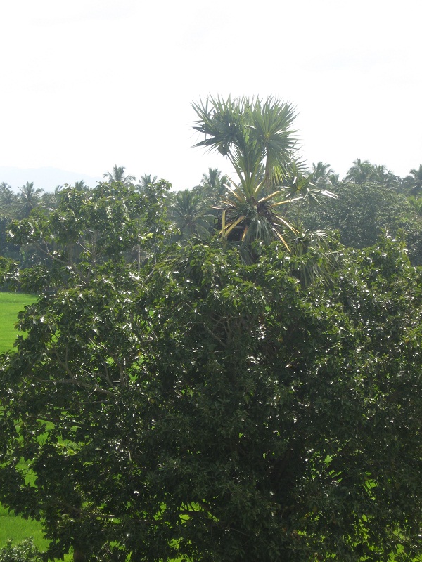 Шри Ланка 2009 или ребятам о зверятах.