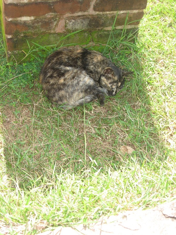 Шри Ланка 2009 или ребятам о зверятах.