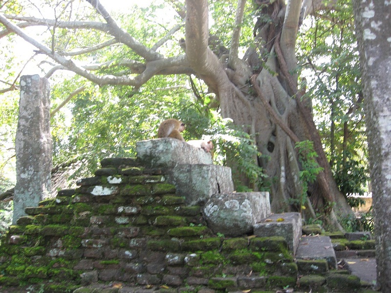 Шри Ланка 2009 или ребятам о зверятах.