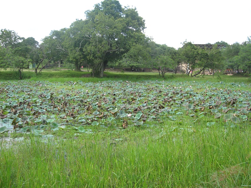 Шри Ланка 2009 или ребятам о зверятах.