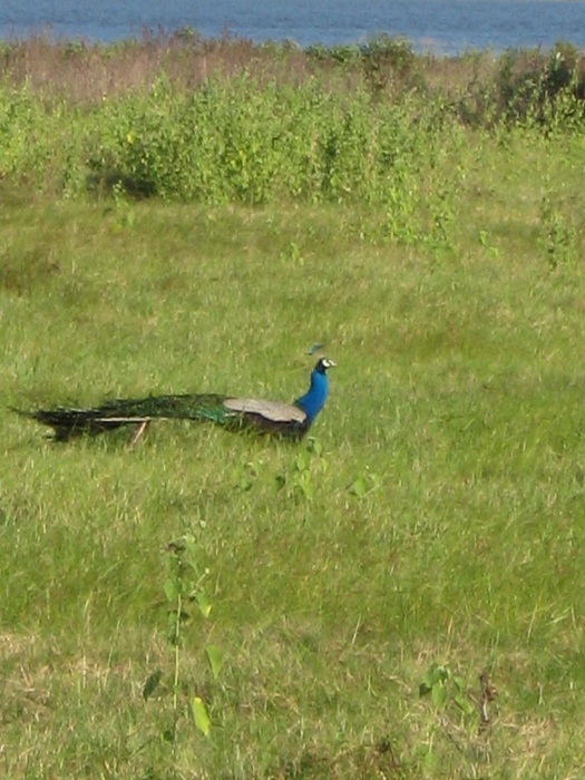 Шри Ланка 2009 или ребятам о зверятах.