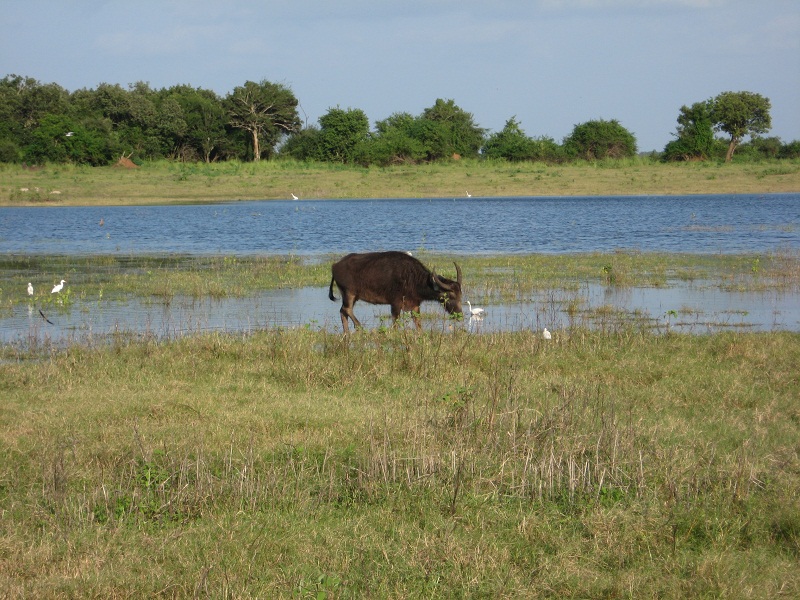 Шри Ланка 2009 или ребятам о зверятах.
