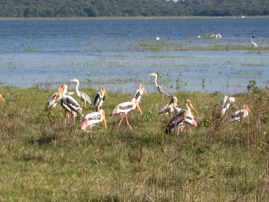 Шри Ланка 2009 или ребятам о зверятах.