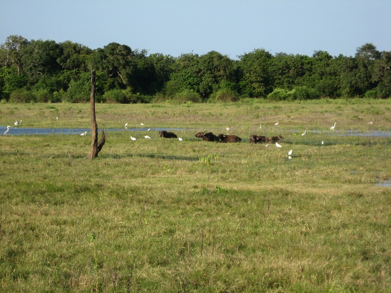 Шри Ланка 2009 или ребятам о зверятах.