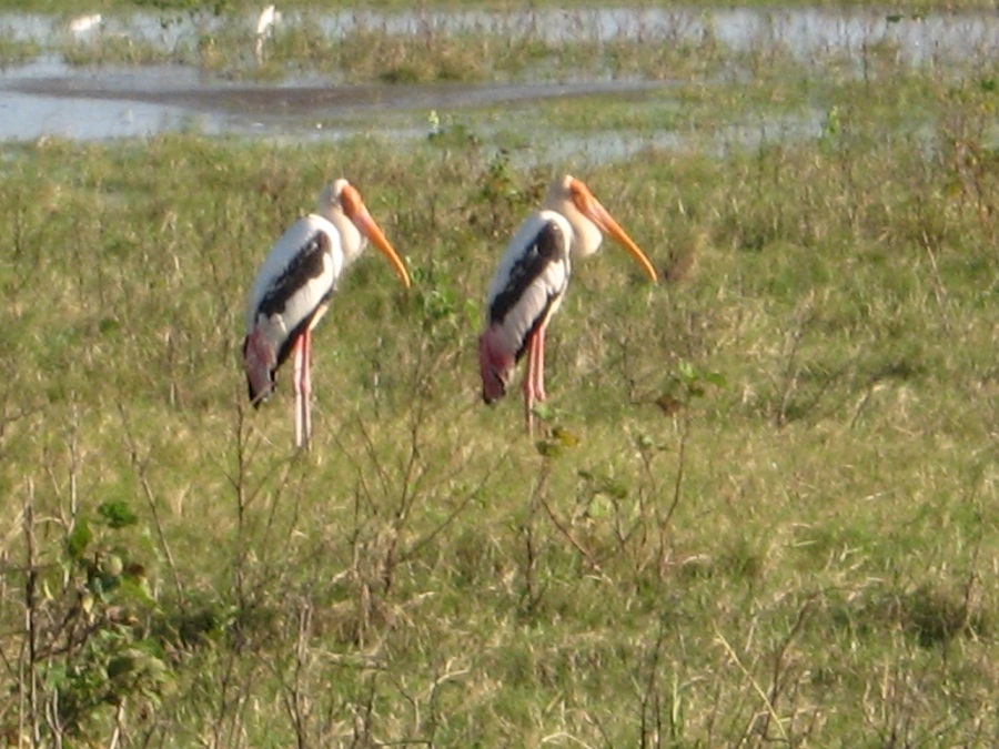 Шри Ланка 2009 или ребятам о зверятах.