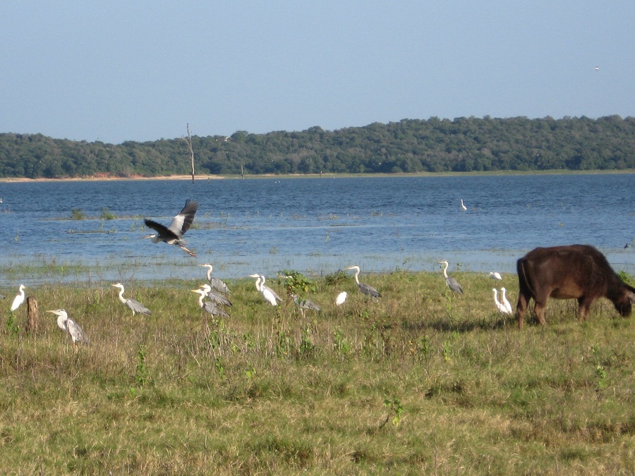 Шри Ланка 2009 или ребятам о зверятах.