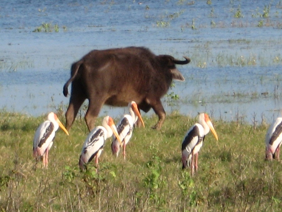 Шри Ланка 2009 или ребятам о зверятах.