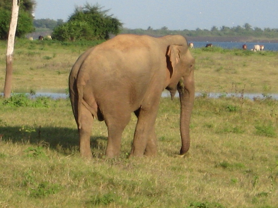 Шри Ланка 2009 или ребятам о зверятах.