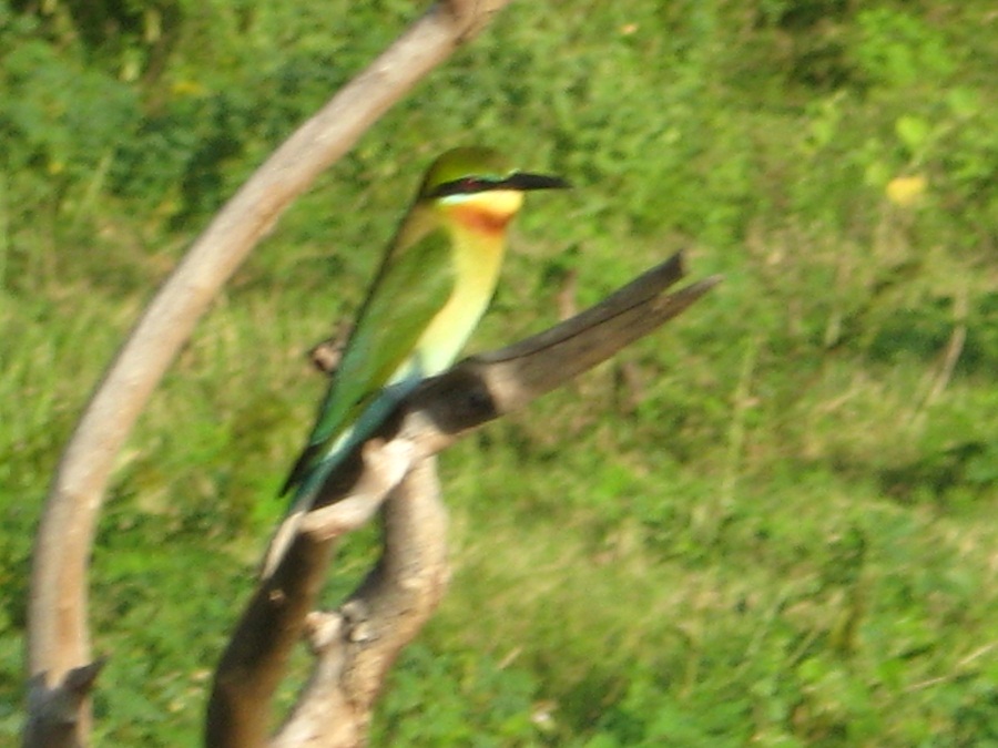 Шри Ланка 2009 или ребятам о зверятах.