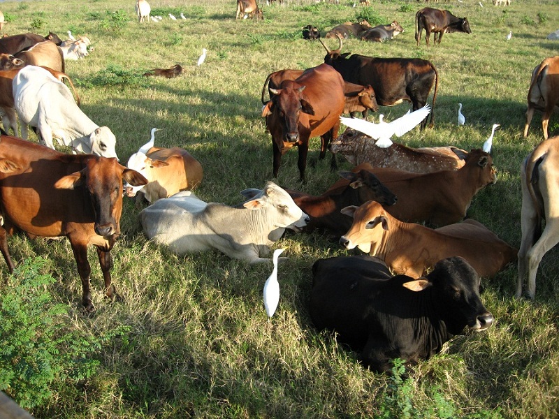 Шри Ланка 2009 или ребятам о зверятах.