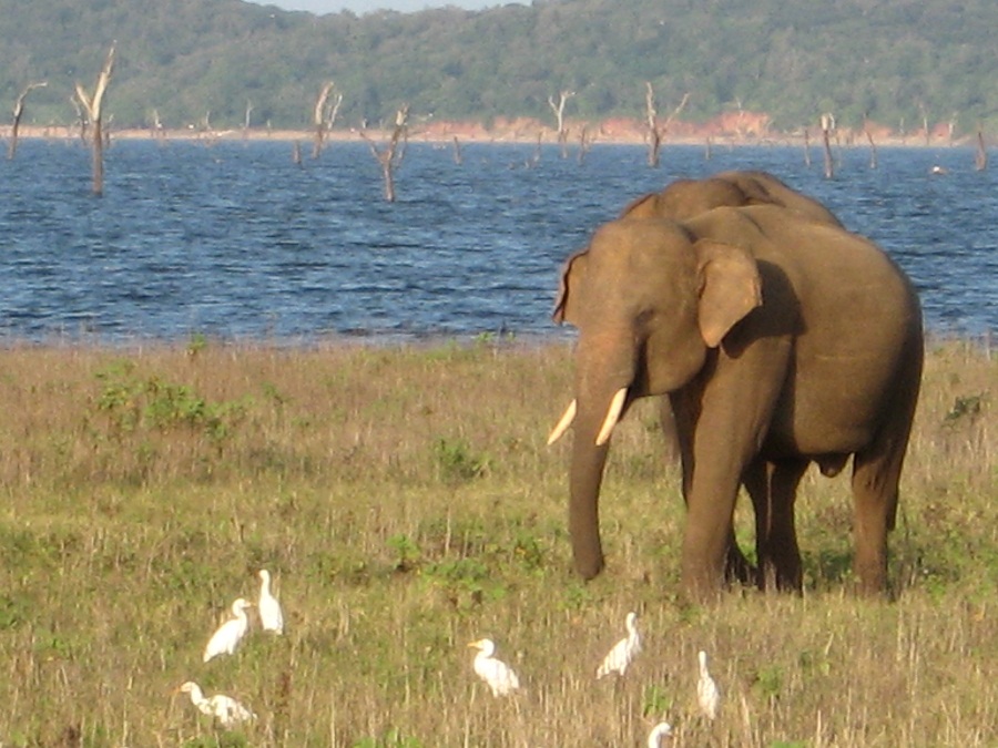 Шри Ланка 2009 или ребятам о зверятах.