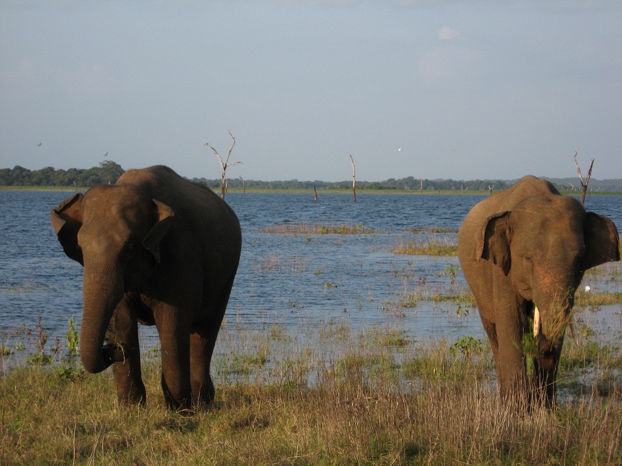 Шри Ланка 2009 или ребятам о зверятах.