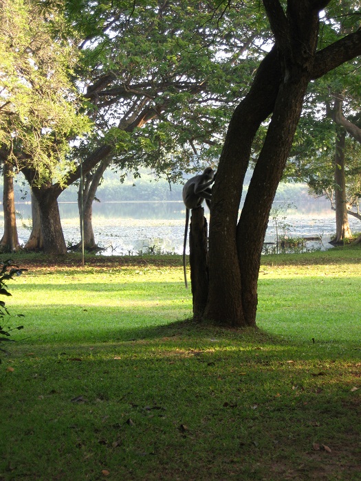 Шри Ланка 2009 или ребятам о зверятах.