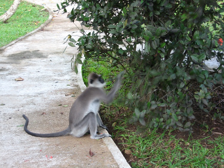 Шри Ланка 2009 или ребятам о зверятах.