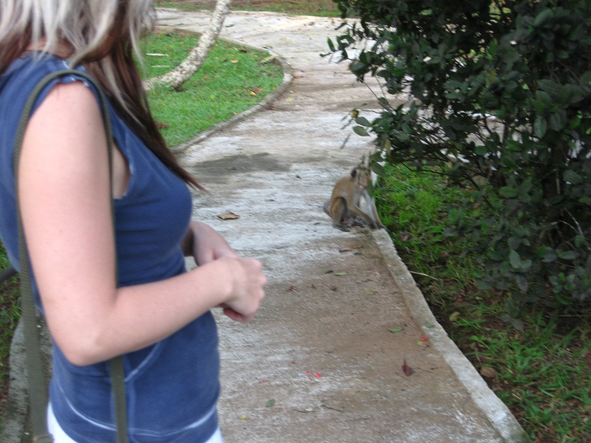 Шри Ланка 2009 или ребятам о зверятах.