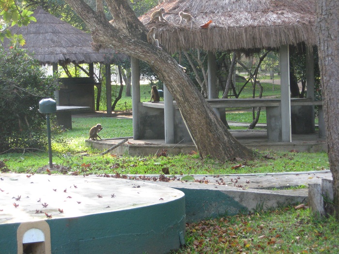 Шри Ланка 2009 или ребятам о зверятах.