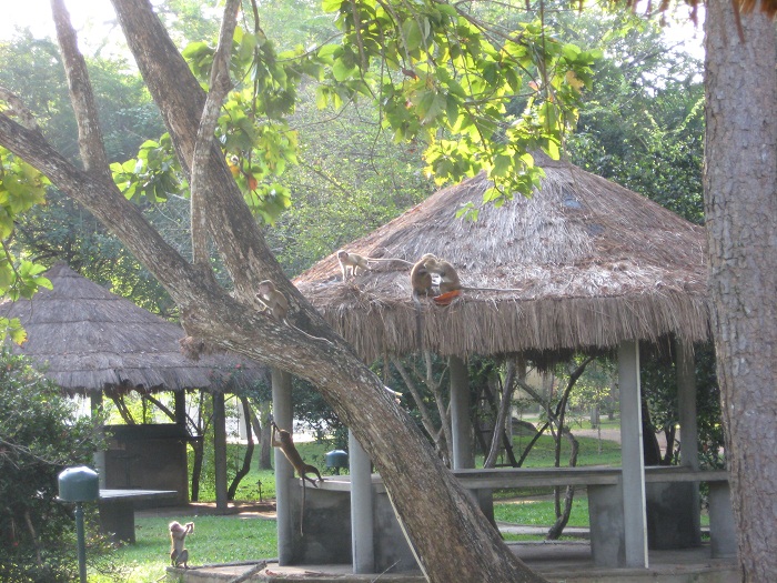 Шри Ланка 2009 или ребятам о зверятах.