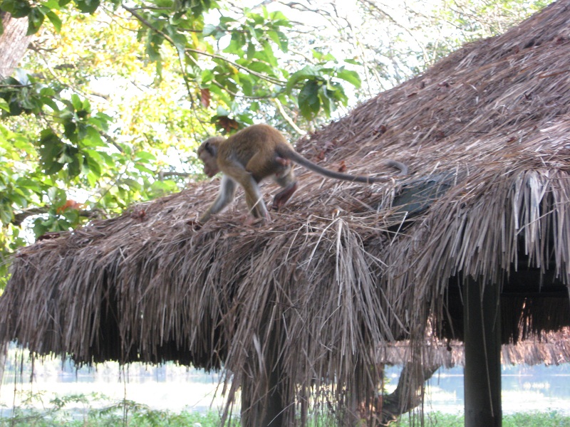 Шри Ланка 2009 или ребятам о зверятах.