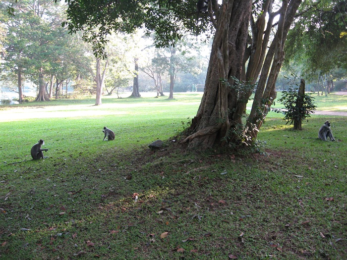 Шри Ланка 2009 или ребятам о зверятах.