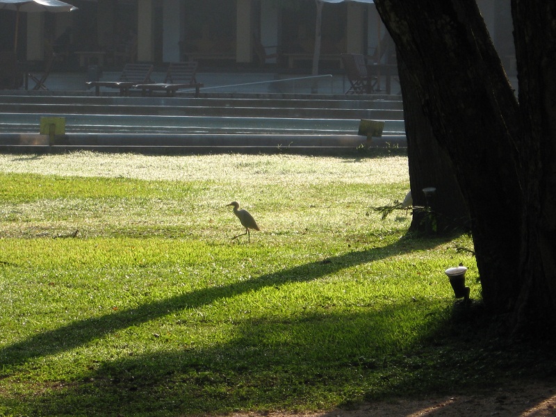 Шри Ланка 2009 или ребятам о зверятах.