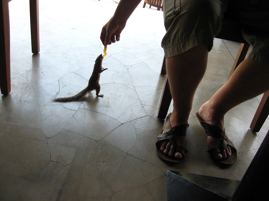 Шри Ланка 2009 или ребятам о зверятах.