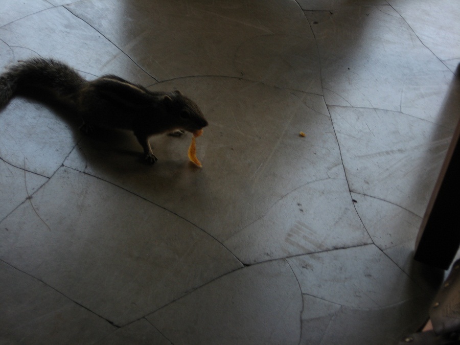 Шри Ланка 2009 или ребятам о зверятах.