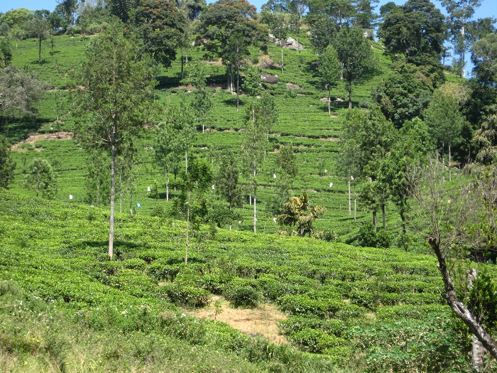 Шри Ланка 2009 или ребятам о зверятах.